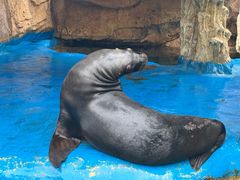 -华夏文旅海洋公园