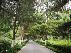 -合肥滨湖国家森林公园