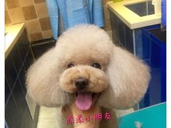 -我爱吾宠宠物美容院(朝阳路店)