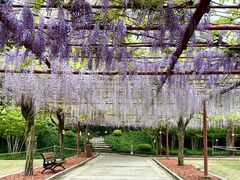 -嘉定紫藤园