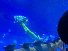 -西安曲江海洋极地公园
