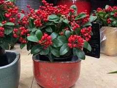 -双季花艺园艺市场(浦东店)