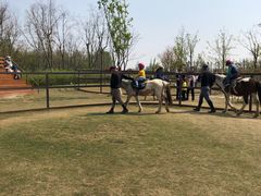 -上海长兴岛郊野公园