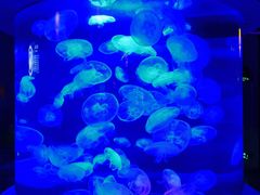 -太平洋海底世界