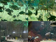 -福州罗源湾海洋世界旅游区