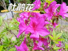 -广州市白云山风景名胜区