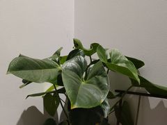 -荷风细雨·中国茶宴(碧云店)