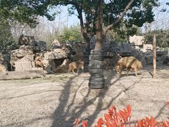 -上海野生动物园