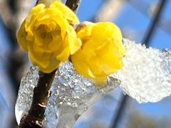 -星巴克(北京三里河东路店)