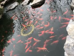 -合肥滨湖国家森林公园