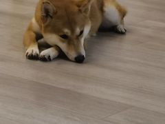 -柴迷FANS CLUB·柴犬狗咖·猫咖