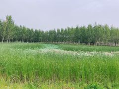 -东郊湿地公园