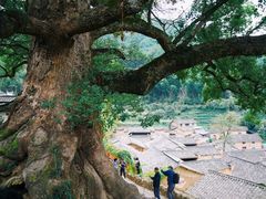 -杨家堂村