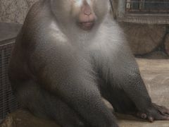 -黔灵山公园