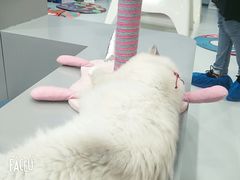 -糯米喵星人·撸猫猫舍咖啡馆(西市场嘉华店)