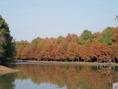 -上海海湾国家森林公园