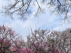 -红梅公园