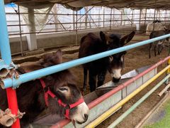 -南宫五洲植物乐园