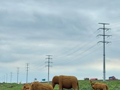 -杭州湾海上花田景区
