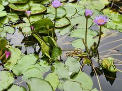 -三亚海棠湾万丽度假酒店
