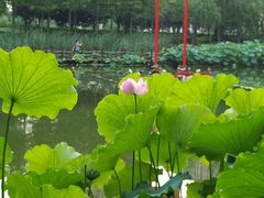 -陈家山荷花公园