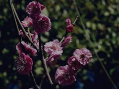 -顾村公园