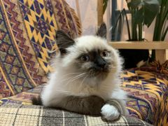 -喵屿·大理花园猫咖