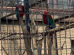 -石家庄市动物园