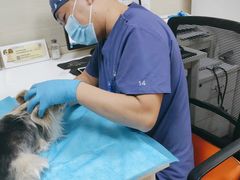 -北京观赏动物医院·24小时大型综合·猫专科·异宠专科