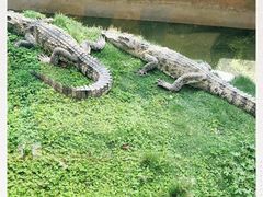 -青岛森林野生动物世界