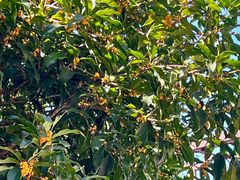 -杭州西湖风景名胜区-满觉陇四眼井