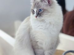 -怪兽屋·羊驼·猫咖·狗咖(俊华广场店)