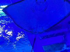 -上海海昌海洋公园