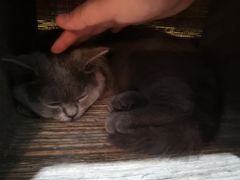 -猫友咖啡店(玉林西路店)