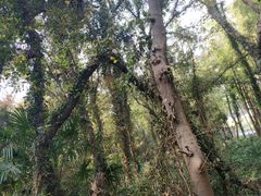 -上海佘山国家森林公园天马山园