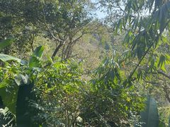 -野象谷景区