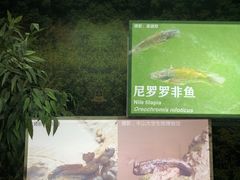 -华侨城湿地公园