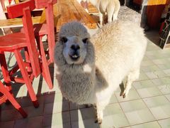 -喵屿·大理花园猫咖