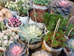 -双季花艺园艺市场(浦东店)