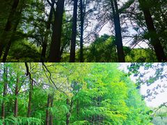 -上海共青森林公园