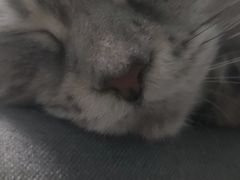 -纳吉亚猫专科动物医院·北北分院