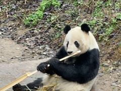 -都江堰中华大熊猫苑