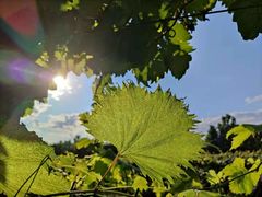 -北京张裕爱斐堡酒庄