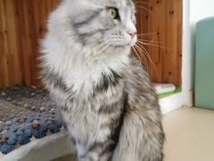 -猫在这儿猫咪咖啡馆·撸猫馆