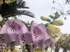 -厦门园林博览苑
