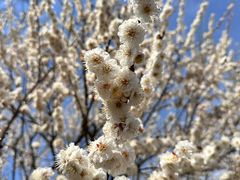 -香雪海