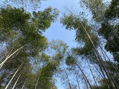 -龙坞茶村