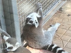 -石家庄市动物园