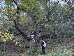 -大岭沟猕猴桃谷风景区
