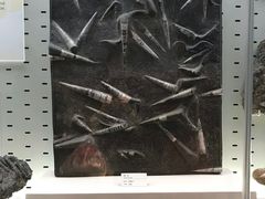 -浙江自然博物院(杭州馆)